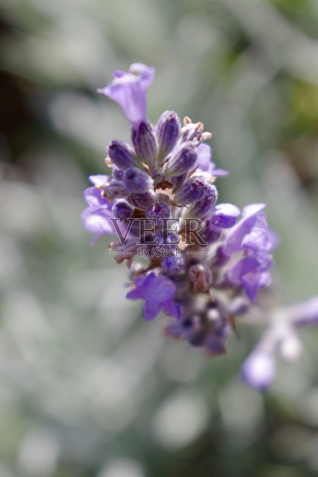 薰衣草花的特写照片摄影图片