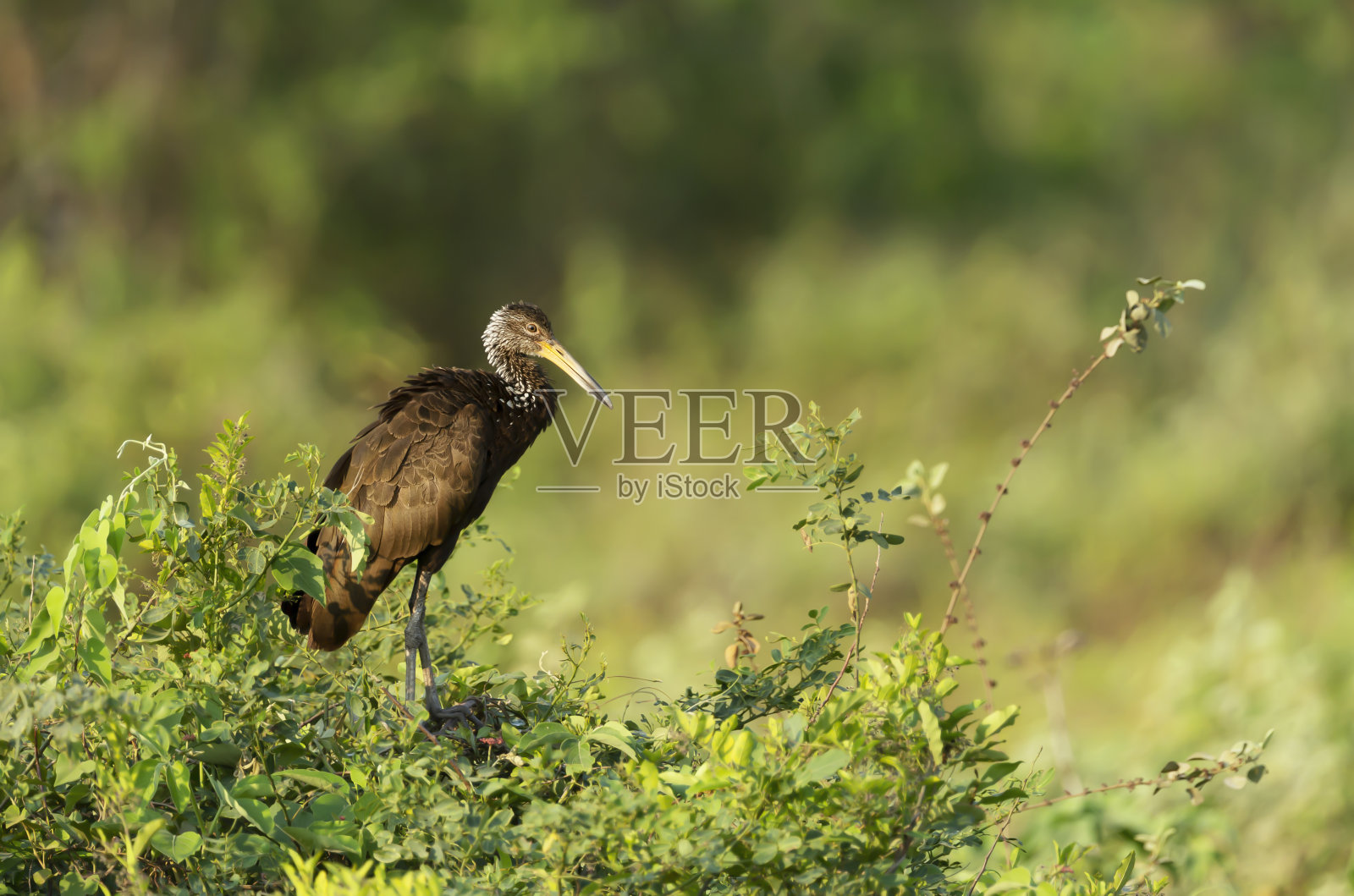 Limpkin (Aramus guarauna)栖息在树上照片摄影图片