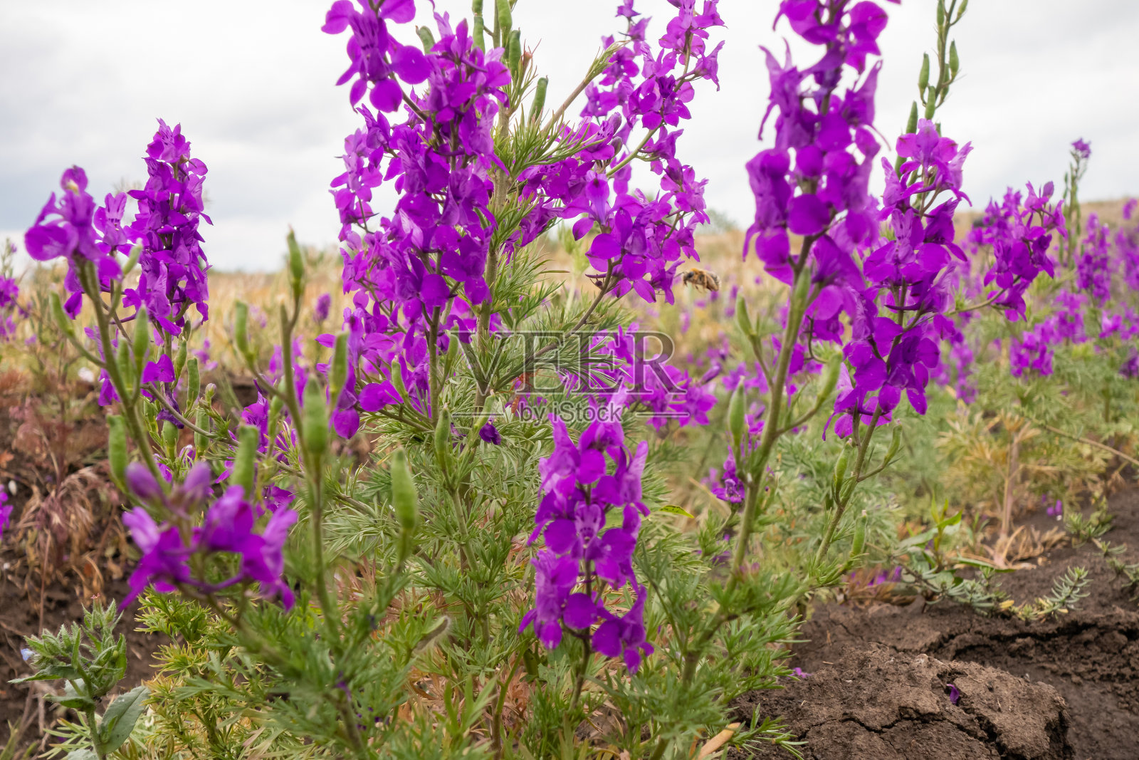紫色的花在田野里。创造性的背景。照片摄影图片