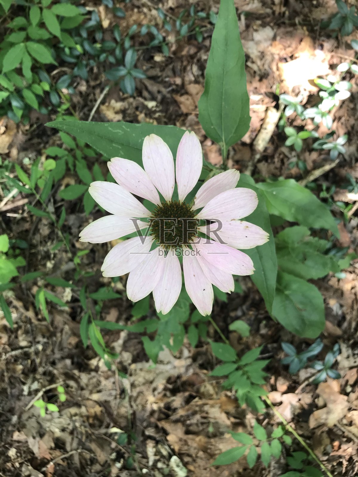花照片摄影图片
