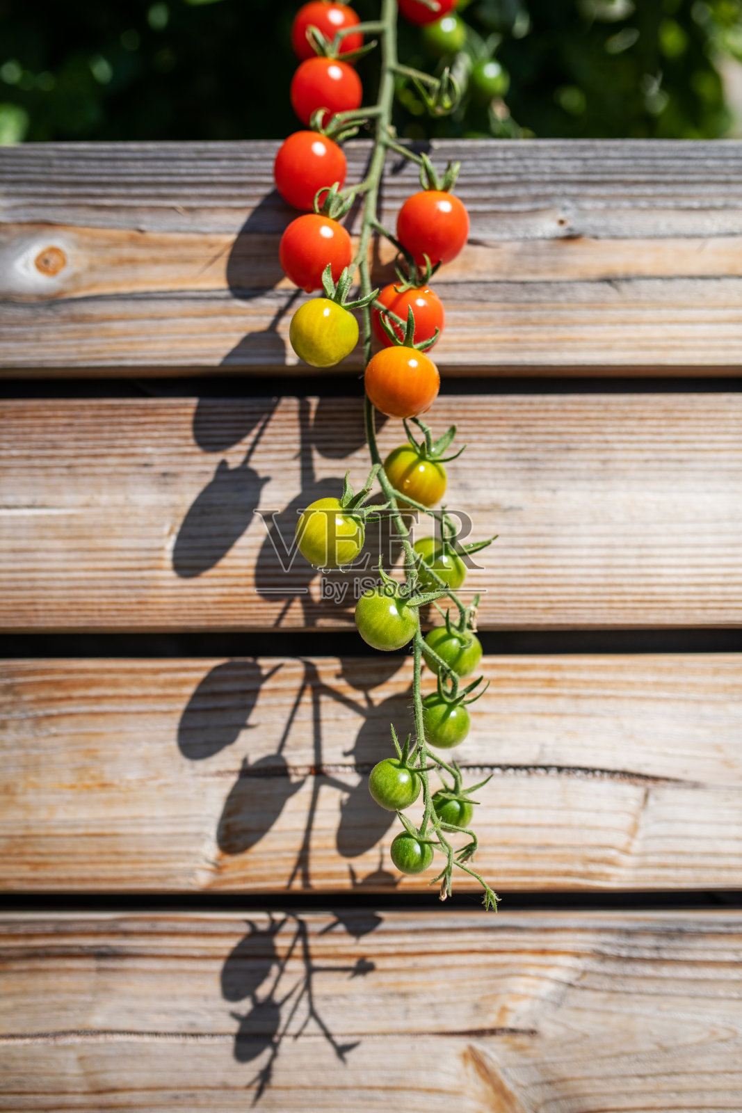 详细的西红柿在一个提高床上的阳台照片摄影图片