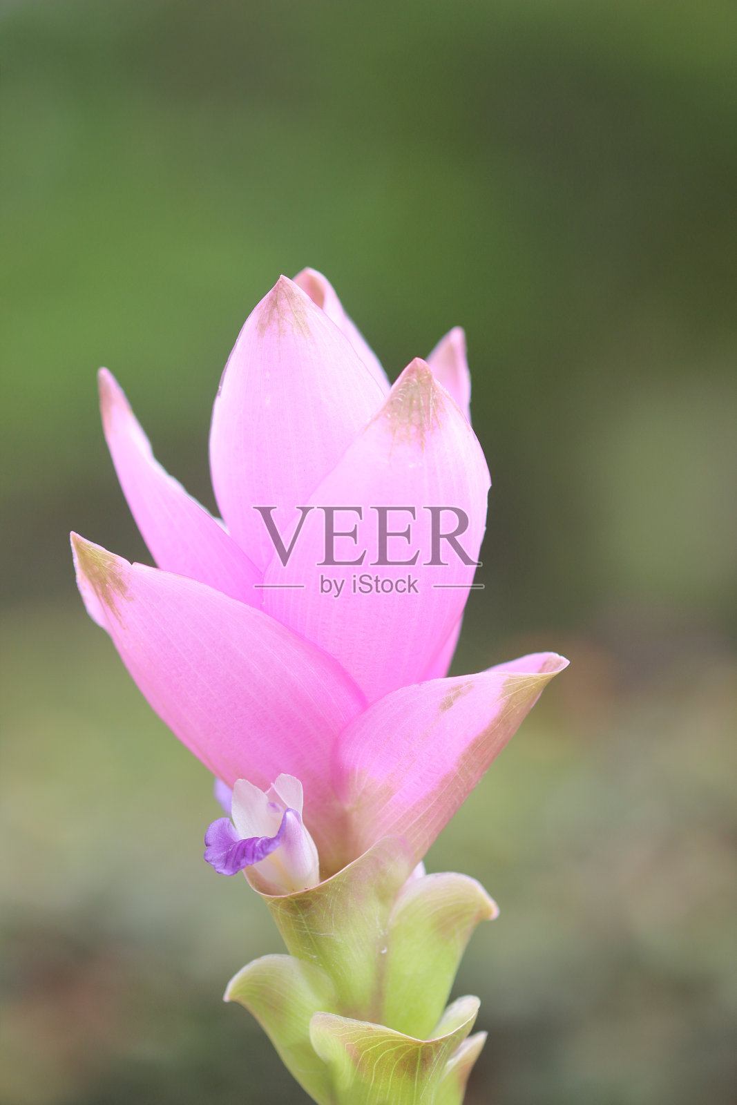 暹罗郁金香花的自然背景照片摄影图片