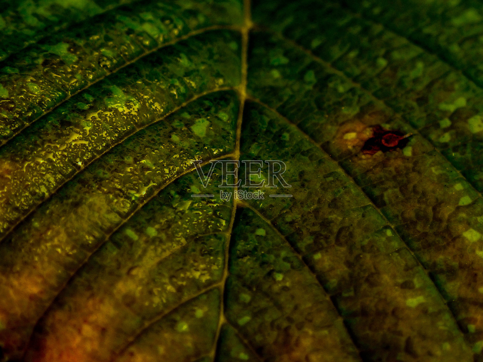 秋天彩色的枫叶和树木在城市公园。照片摄影图片