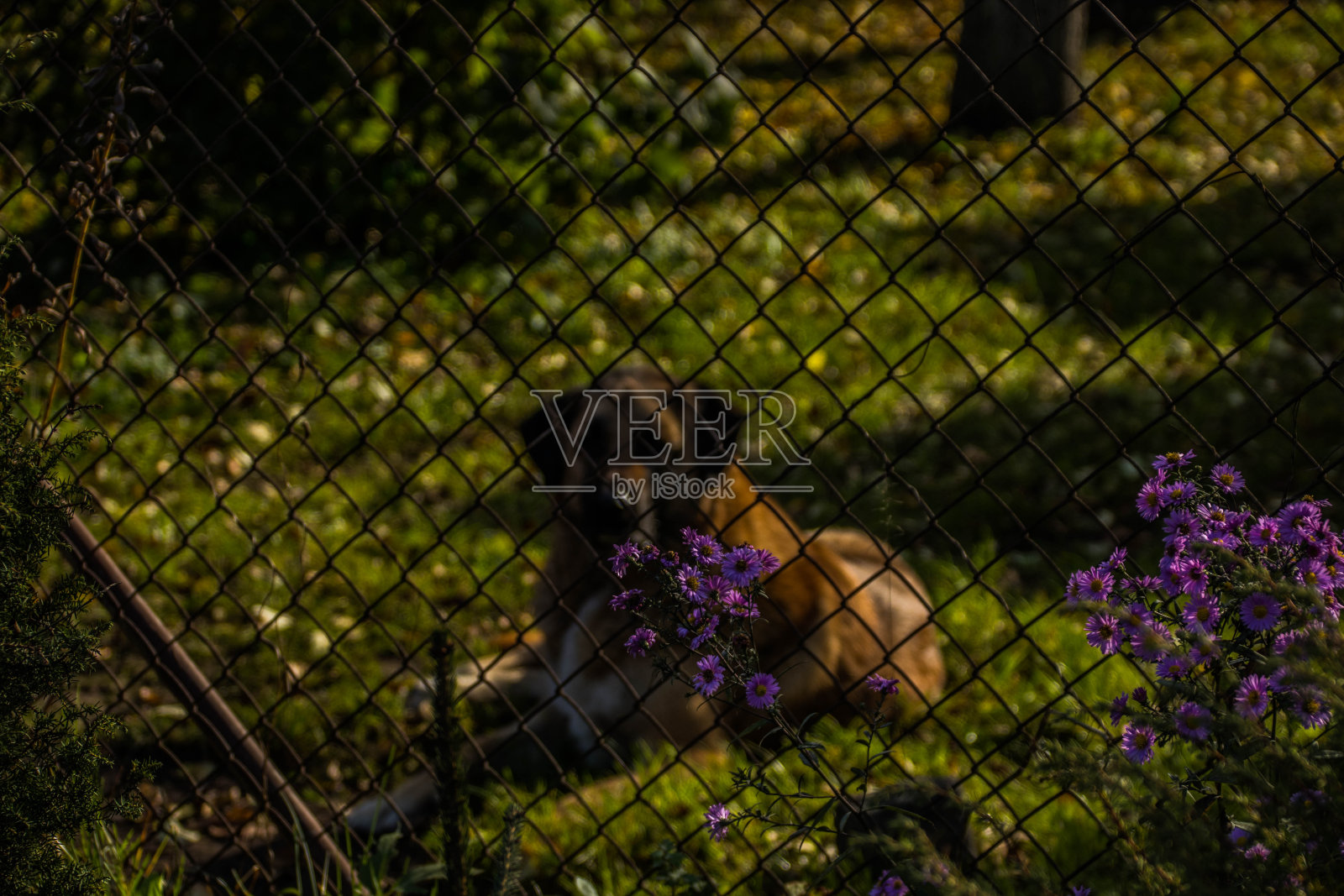 秋天彩色的枫叶和树木在城市公园。照片摄影图片