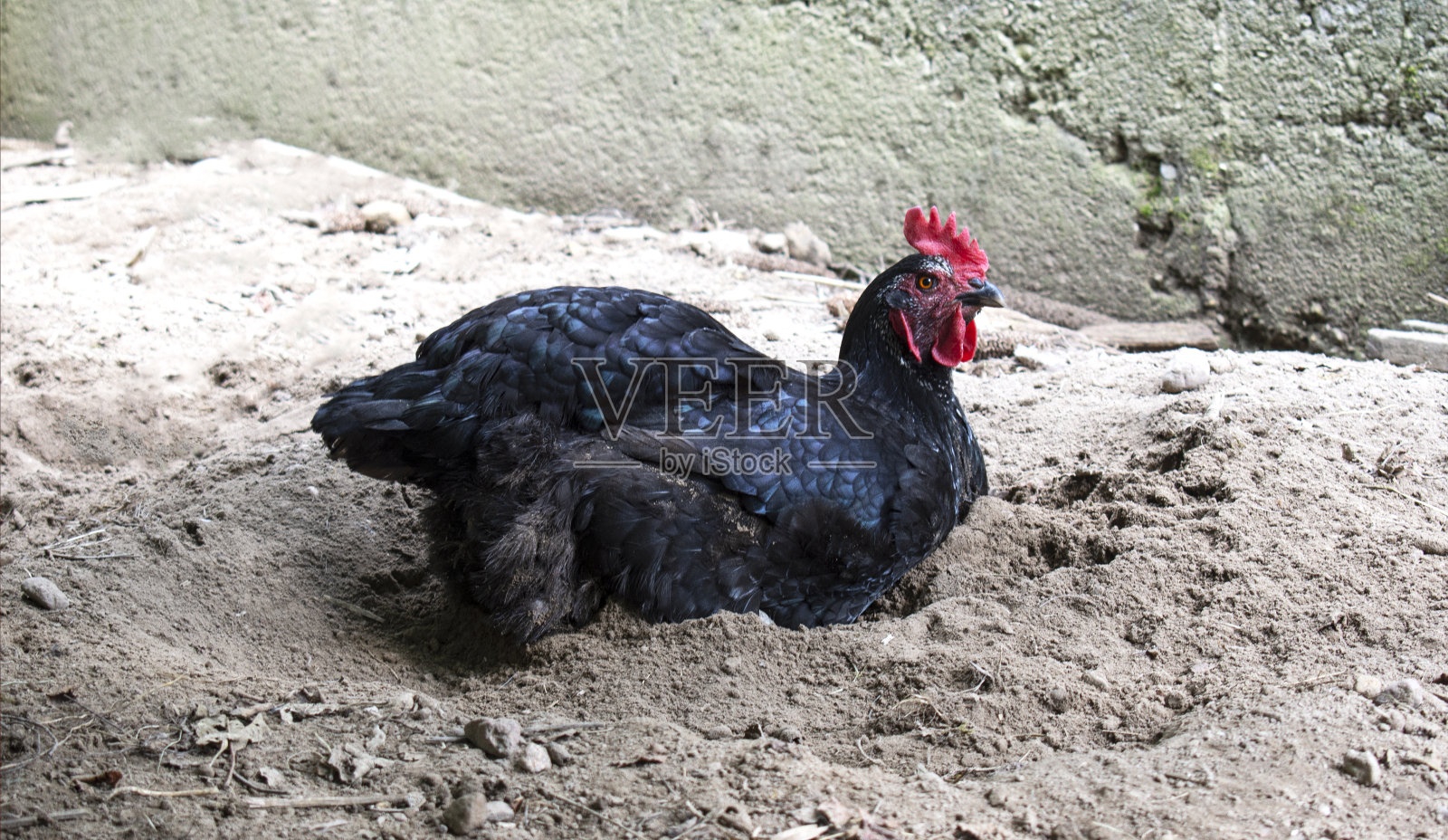 黑鸡在谷仓院子的沙子里洗澡照片摄影图片