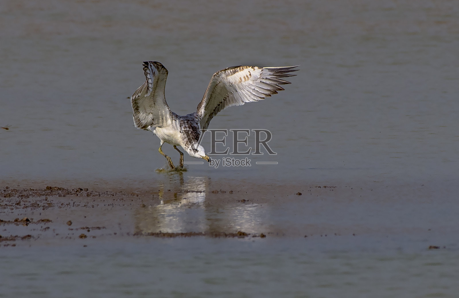 野生动物从巴基斯坦照片摄影图片