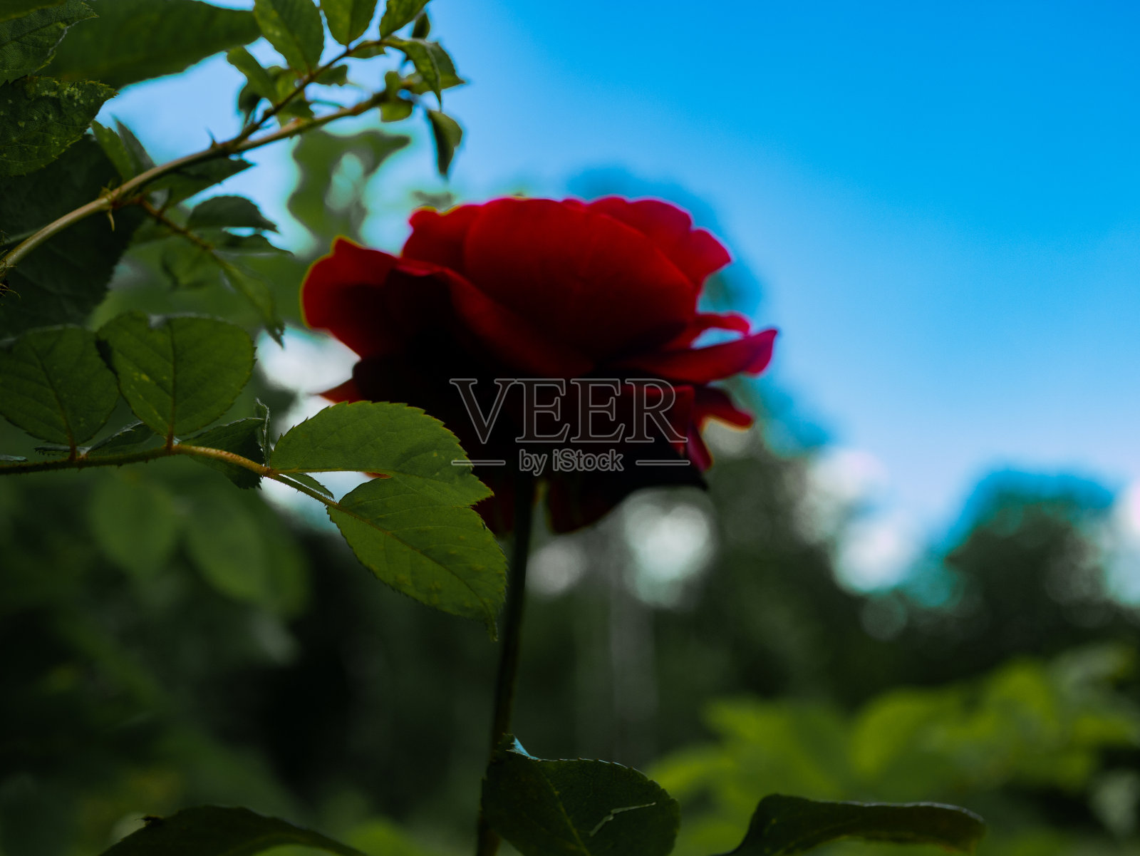 在植物园内的玫瑰Radzionków照片摄影图片