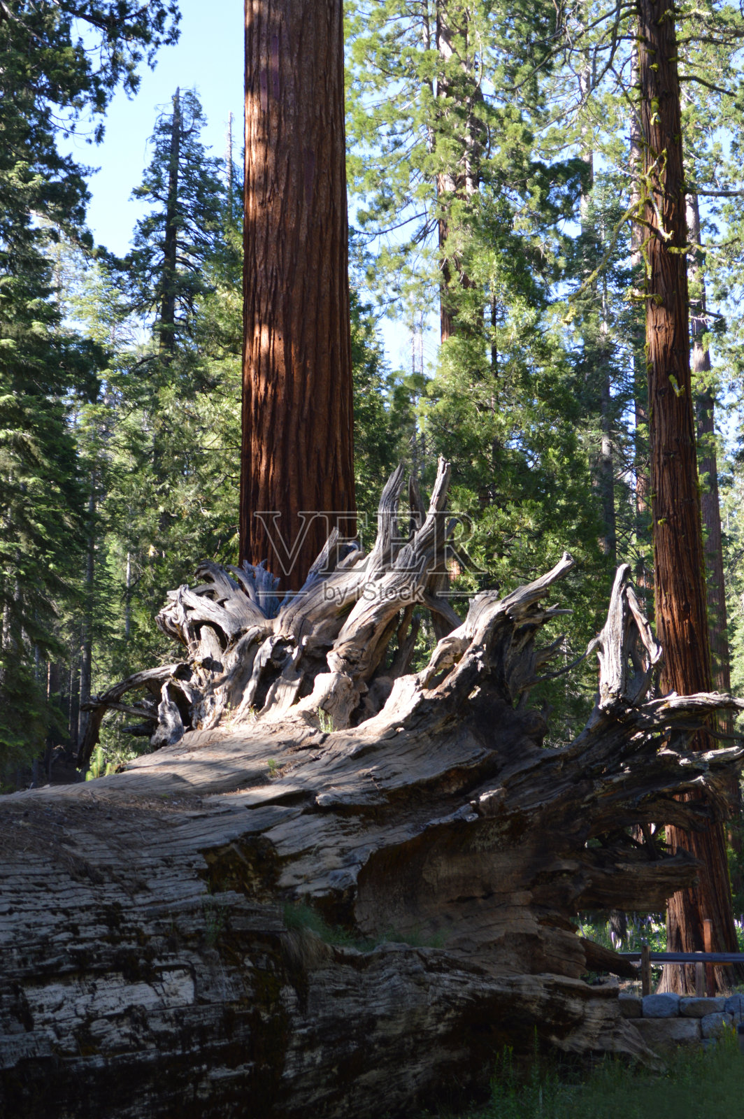 加利福尼亚倒下的红杉照片摄影图片