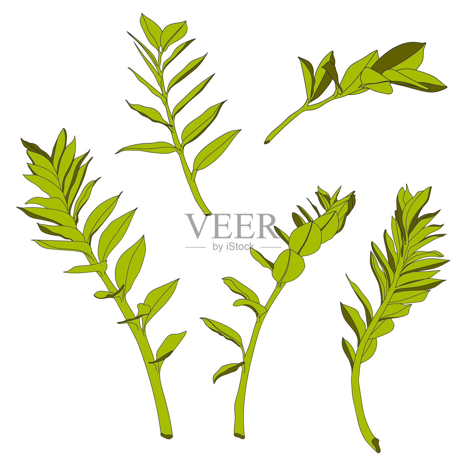 美丽的奇异的扎米果简单的绿叶插画图片素材