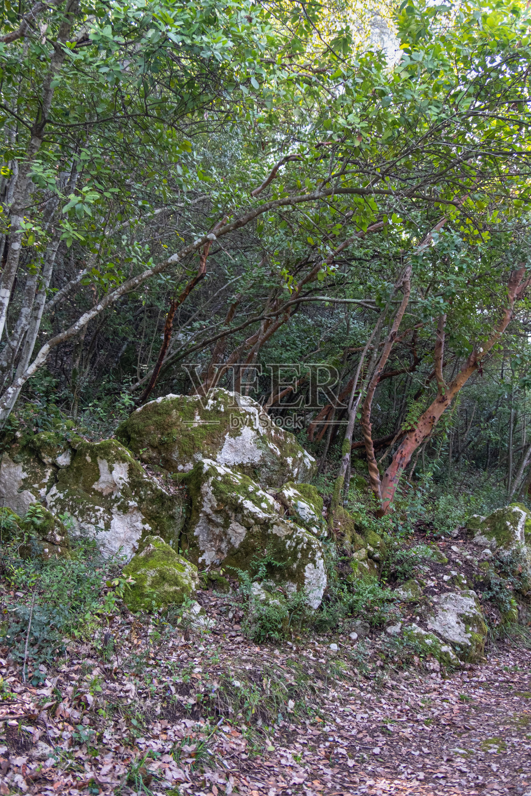 森林里岩石上的苔藓照片摄影图片