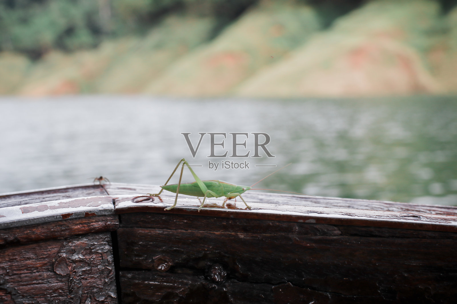 一只绿色的蚱蜢站在旅游船上。大绿灌木蟋蟀蜕皮(蜕皮)是一种典型的濒危昆虫照片摄影图片