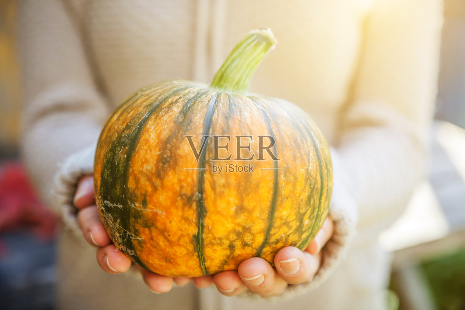 特写自然的秋天秋天的观点女人的手拿着黄色的南瓜。大自然十月或九月的灵感壁纸。四季更迭，有机食品理念成熟。万圣节派对感恩节照片摄影图片