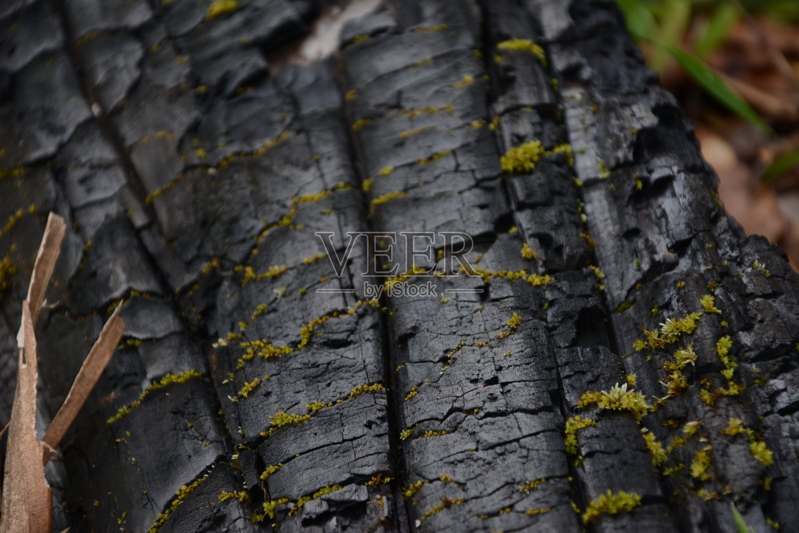 美丽照片摄影图片