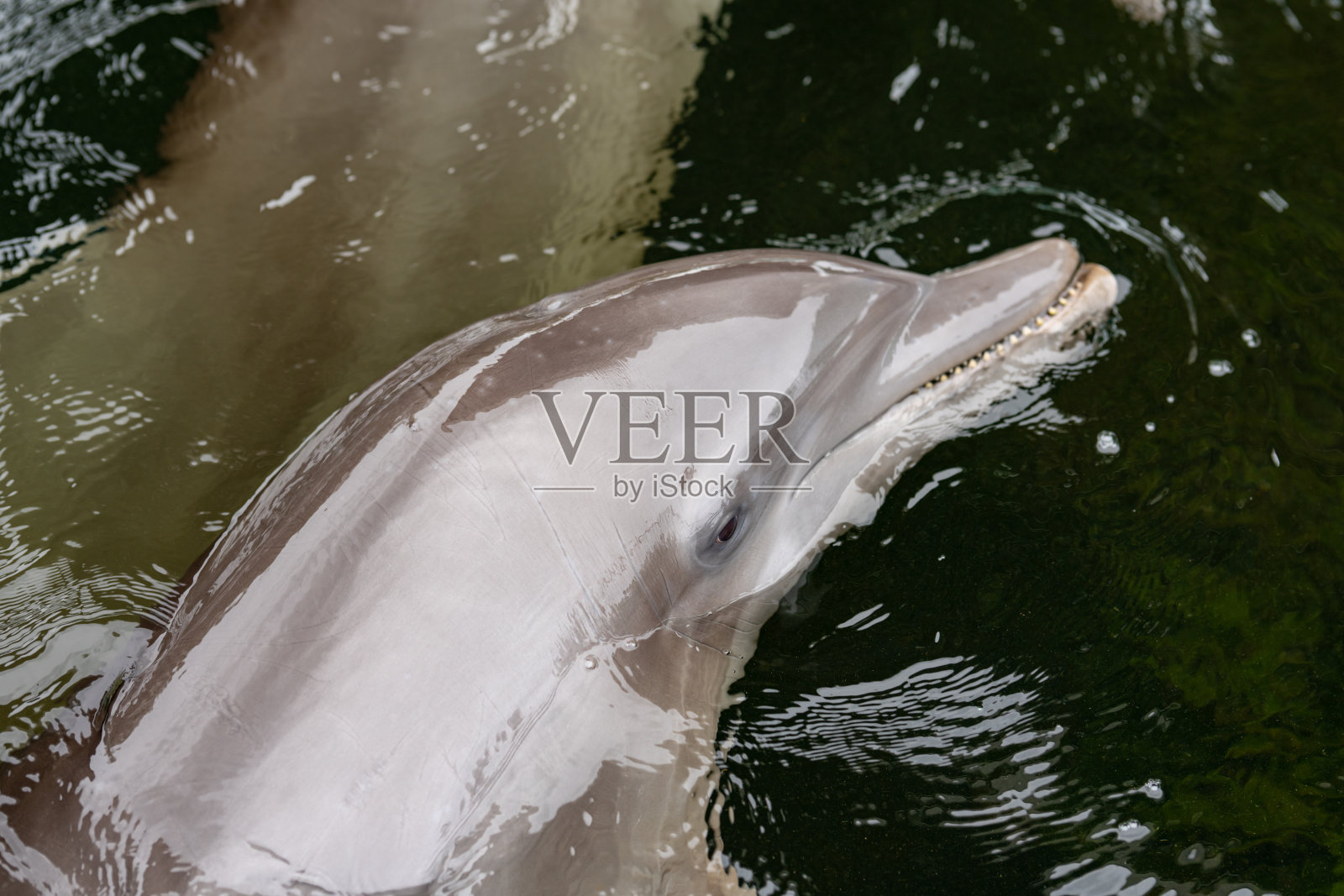 头顶上一张海豚在水中游泳的照片照片摄影图片