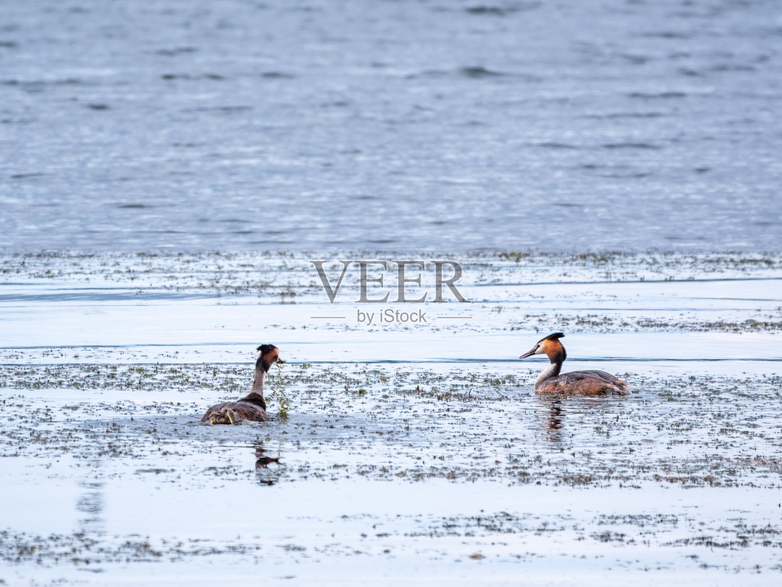 两只水鸟的交配游戏。两只水鸟，大冠鸊鷉在湖里游泳照片摄影图片