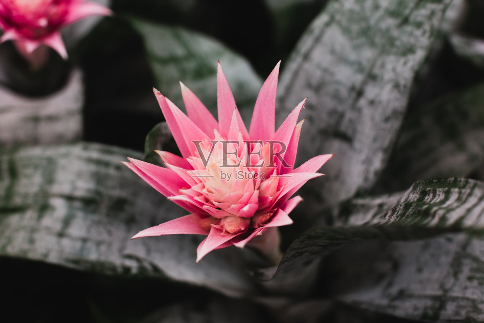 深色背景上的粉红色花朵。照片摄影图片