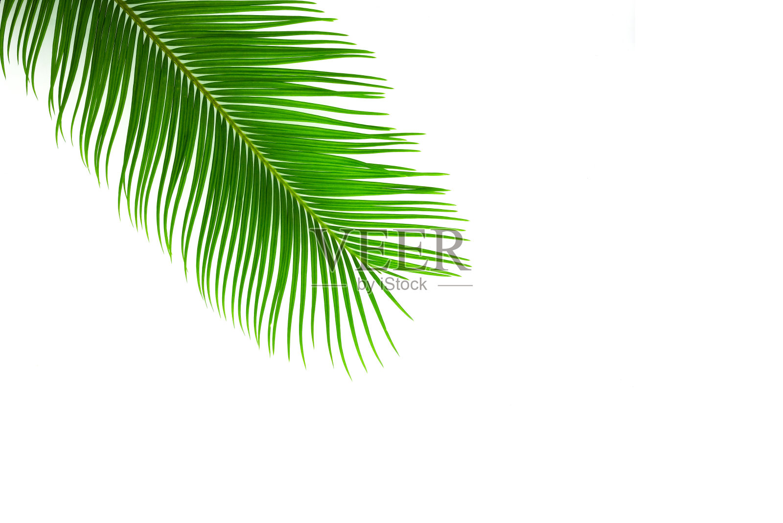 一种绿色的棕榈，棕榈叶孤立在白色上。照片摄影图片