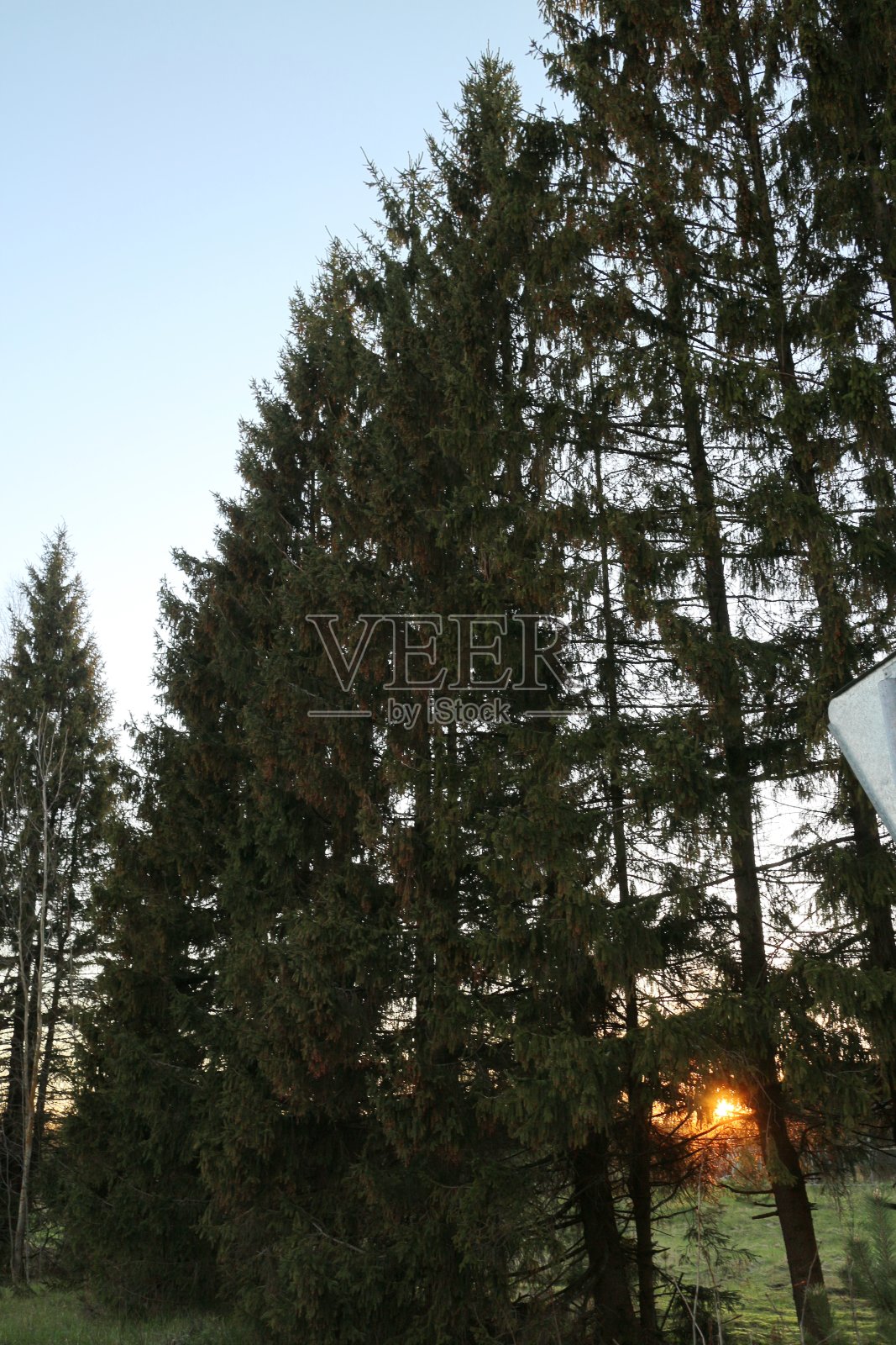 在乡下，沿路都是树照片摄影图片