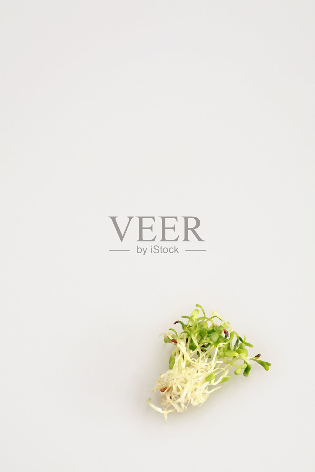 豆芽照片摄影图片