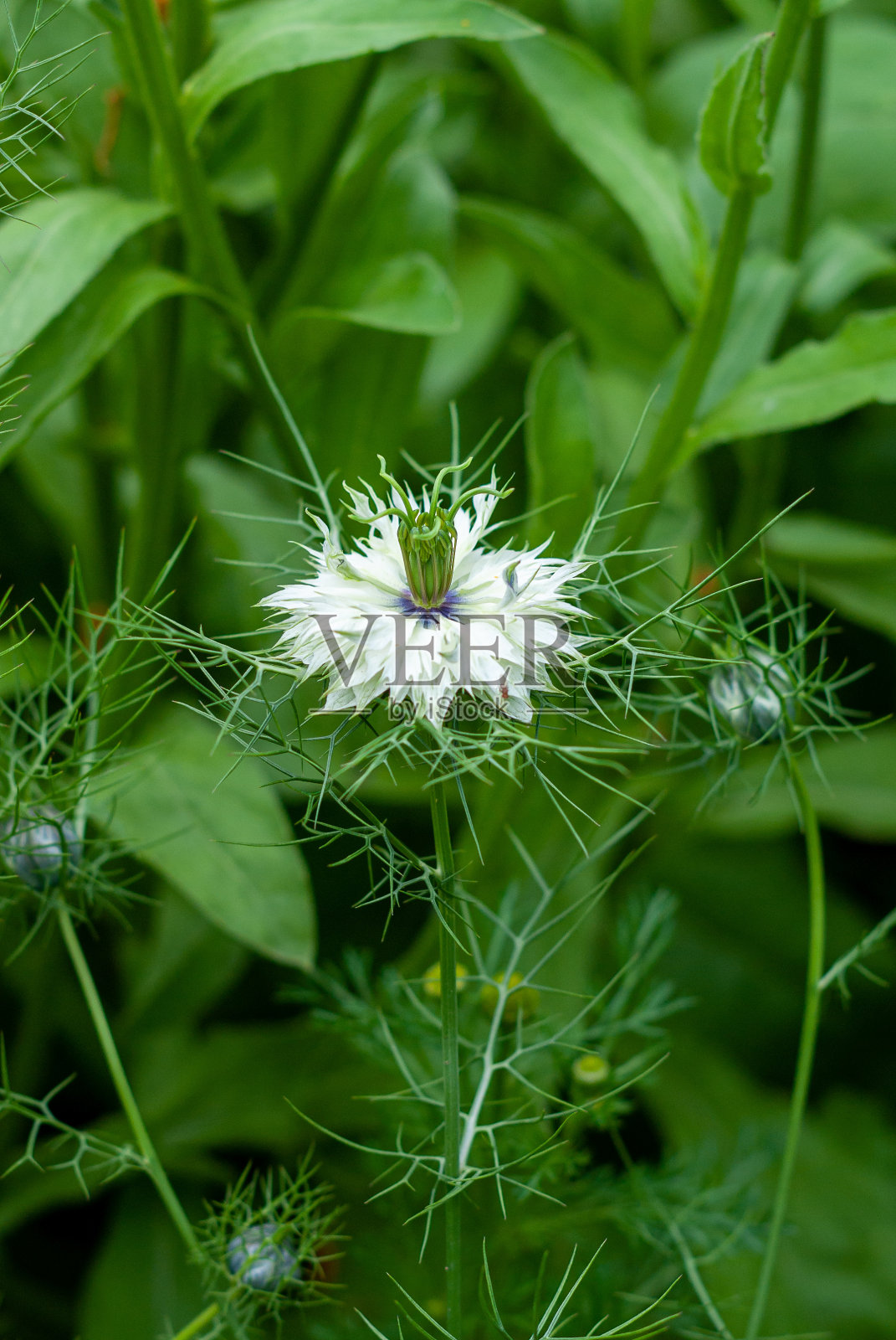 黑豆白色奇特的花照片摄影图片