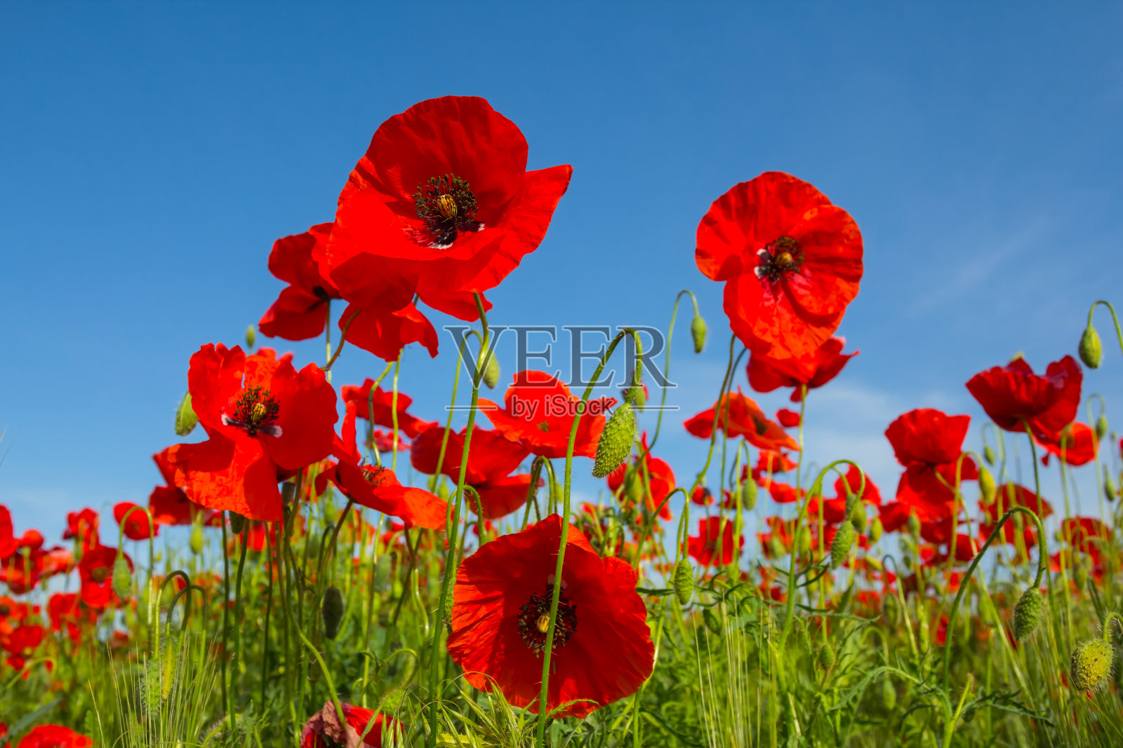 特写夏天的红色罂粟花在蓝天的背景照片摄影图片