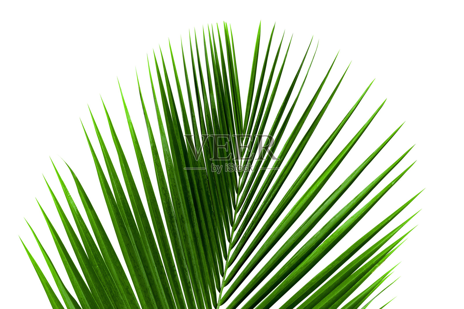 孤立在白色背景上的椰子叶照片摄影图片