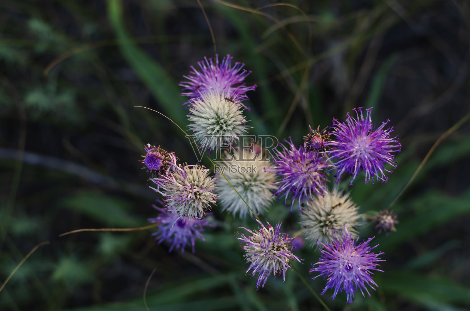 白紫色的花矢车菊特写。照片摄影图片