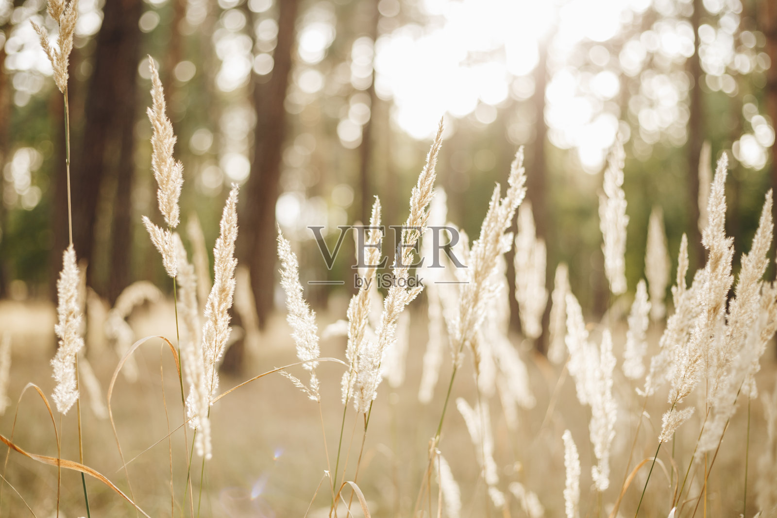 美丽的干燥的小穗在早晨的阳光照片与选择焦点照片摄影图片