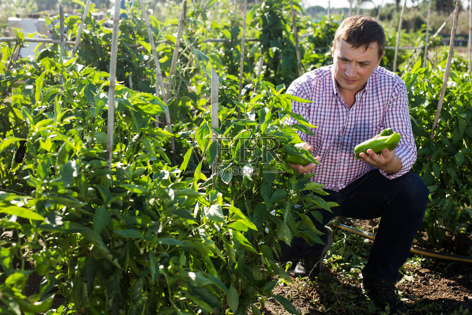 一名男性农民在花园里收获甜椒照片摄影图片