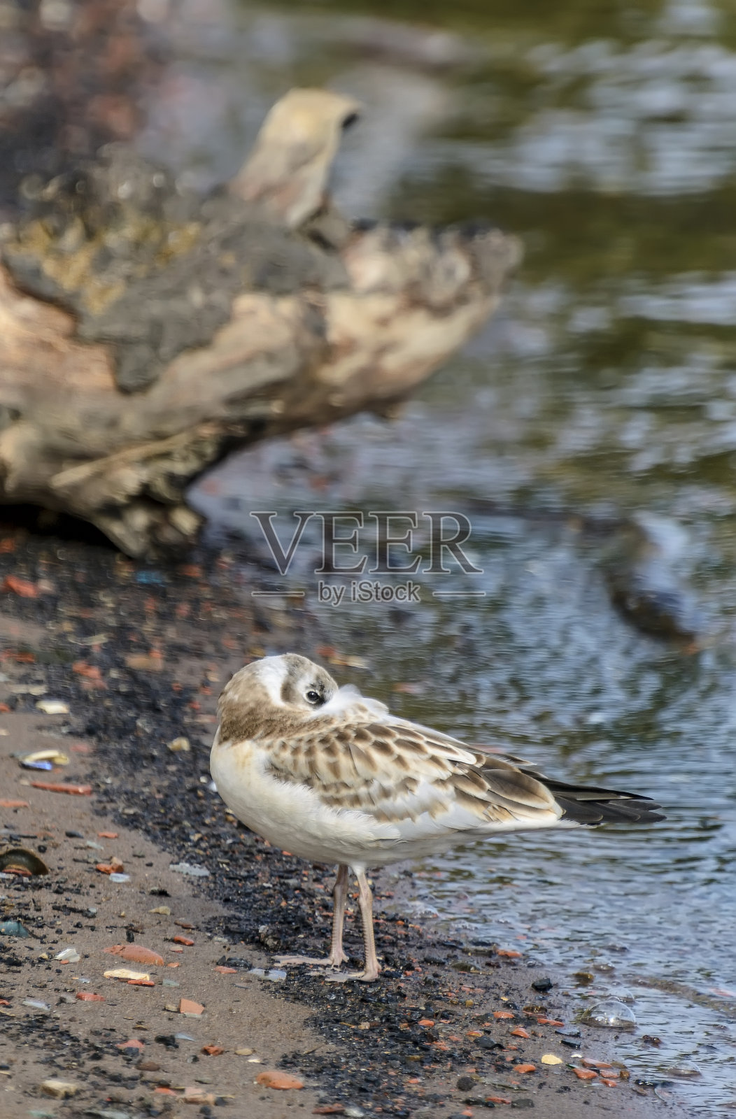 在涅瓦河岸边和水中的褐头河鸥。照片摄影图片
