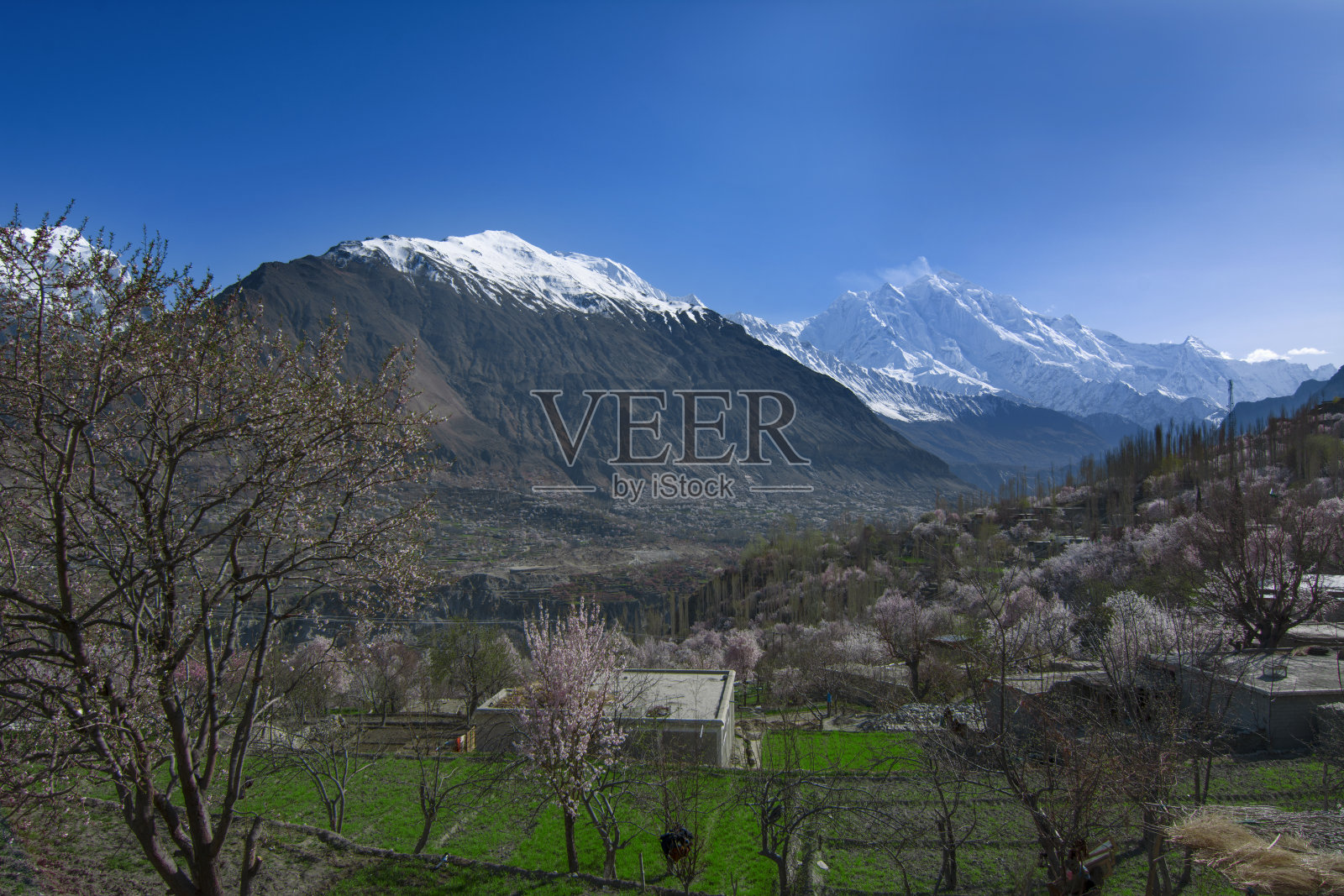 巴基斯坦的春季照片摄影图片