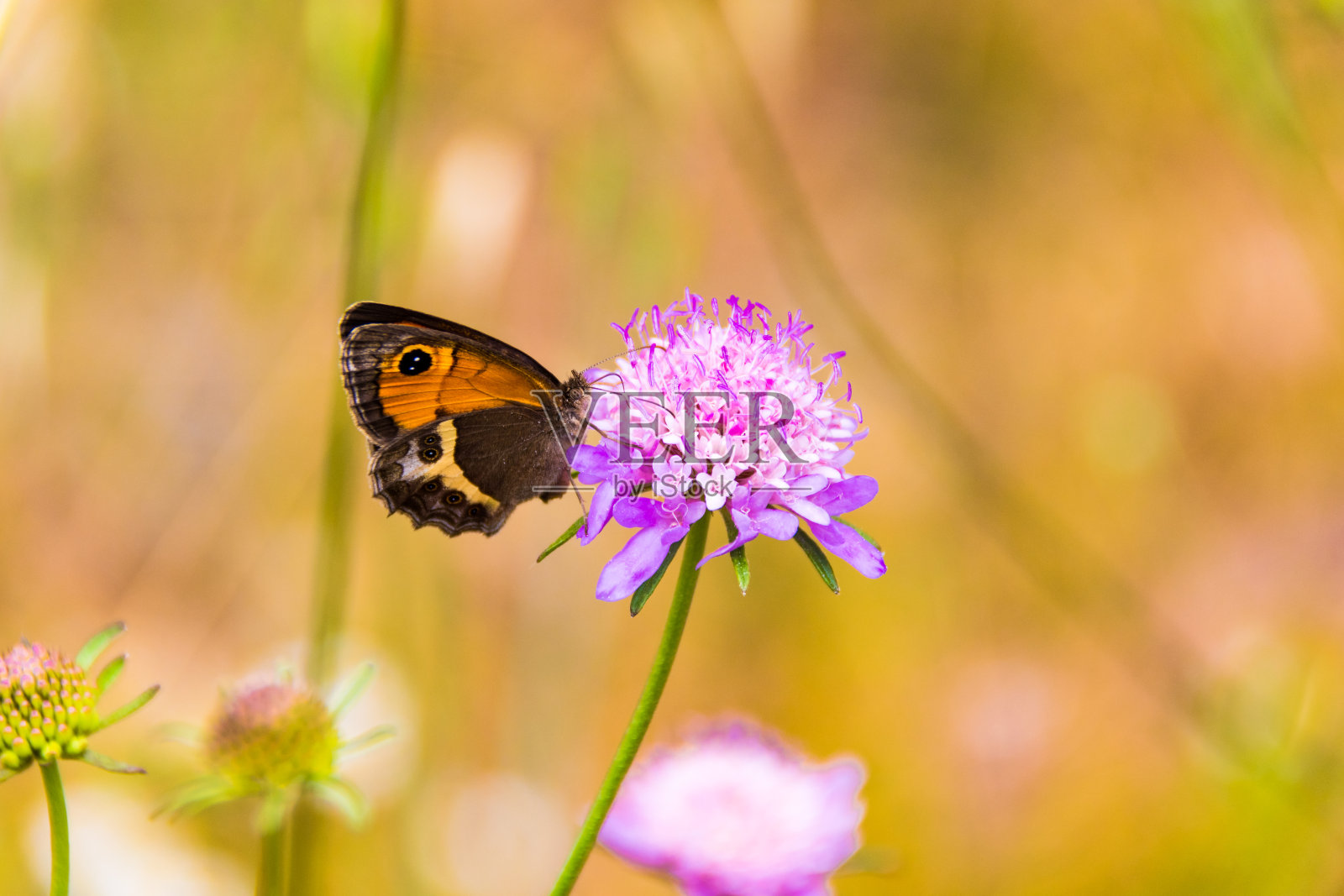 黑脉金斑蝶照片摄影图片