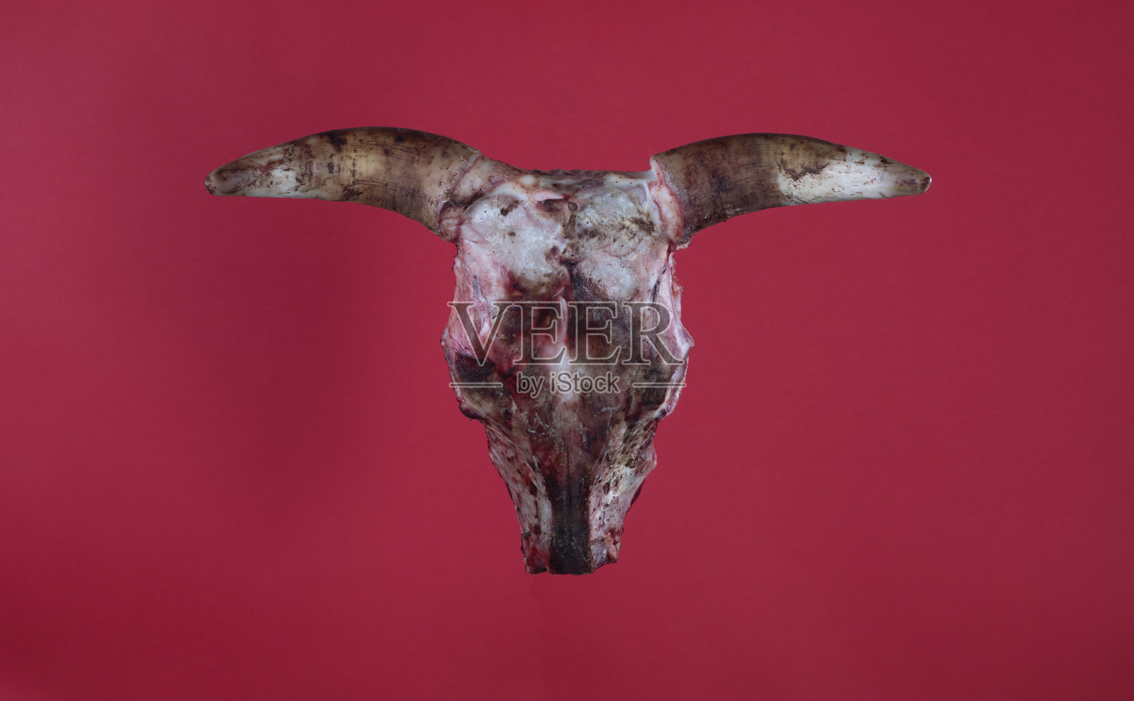 红色背景上有犄角的公牛头骨照片摄影图片