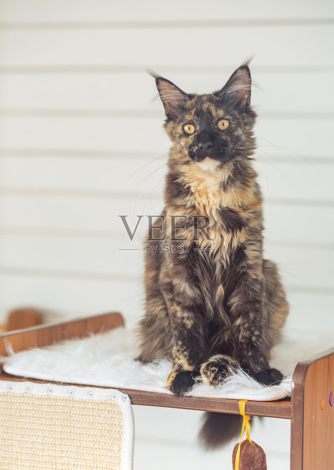 美丽的毛绒绒多色黑色缅因猫看起来古玩黄色眼睛。特写镜头照片摄影图片