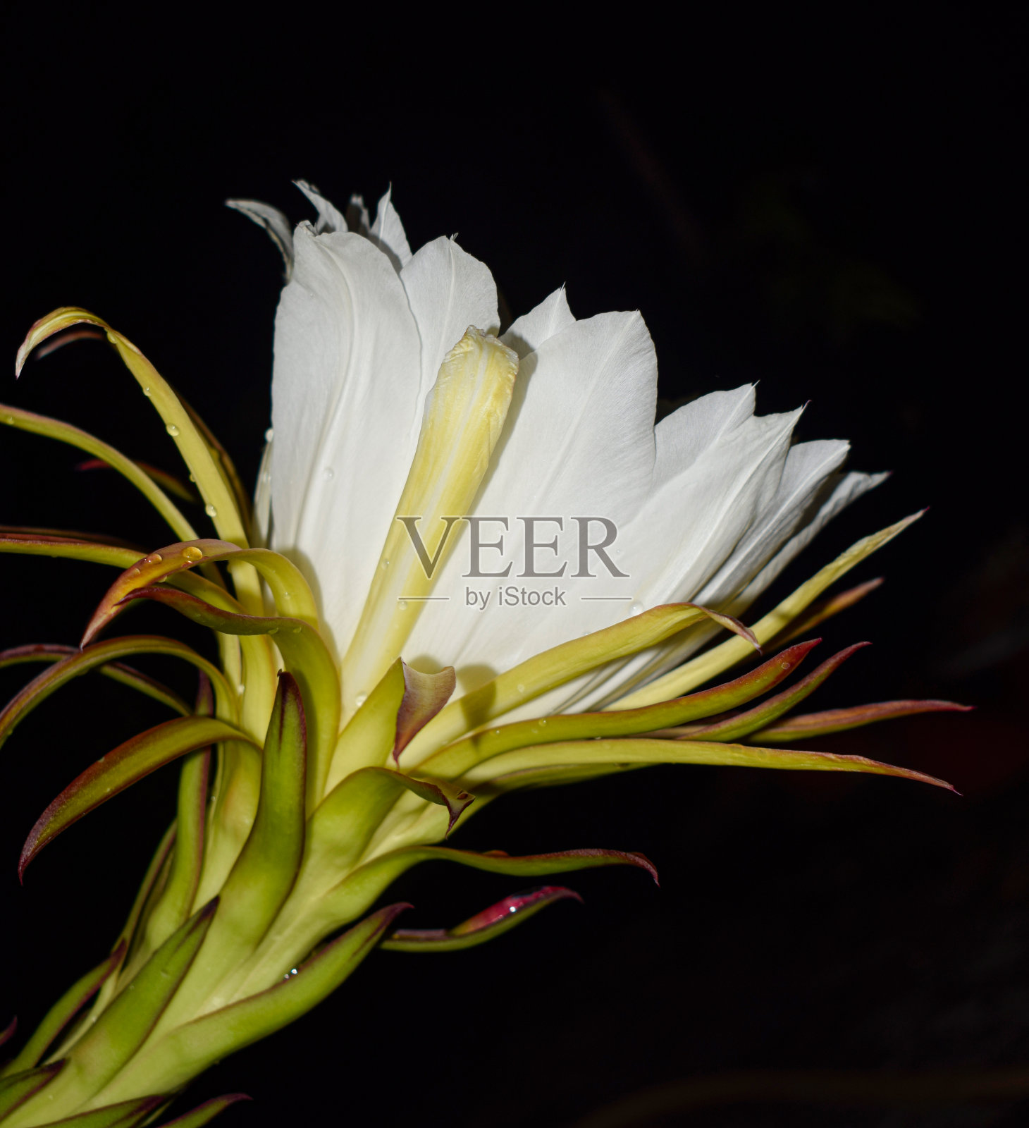 一个白色的花蕾与黄色和绿色藤蔓在一个非常黑暗的环境的肖像照片摄影图片