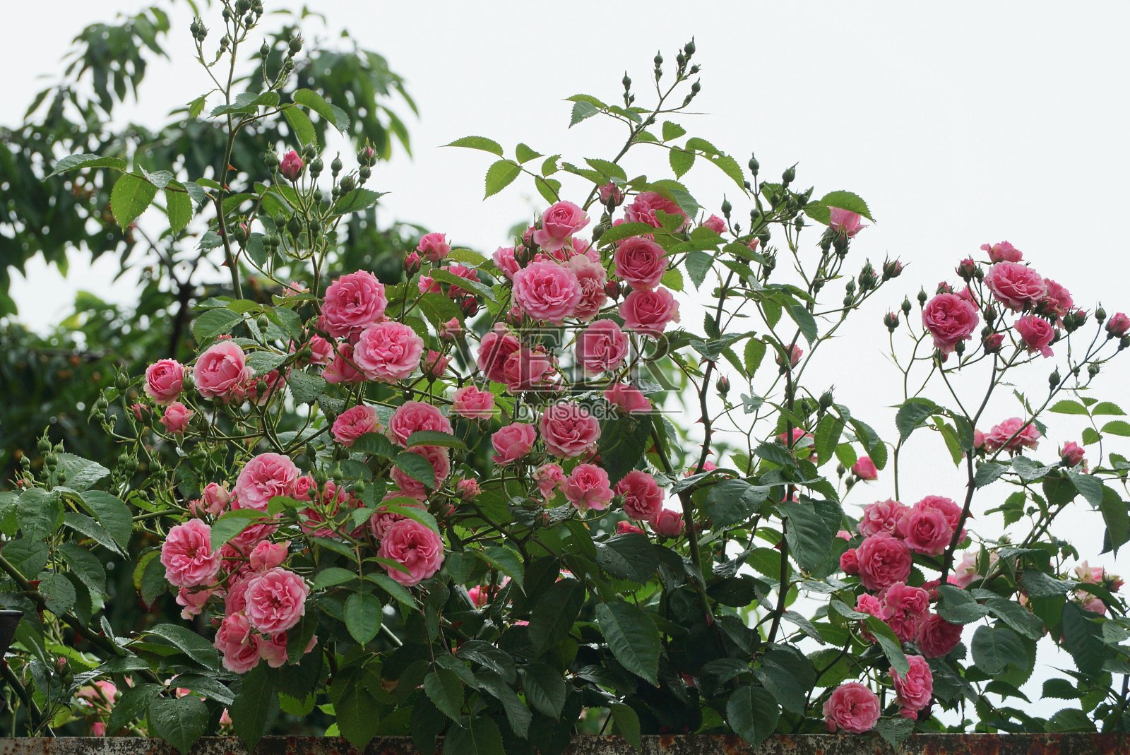 红玫瑰在花园的绿色灌木上照片摄影图片