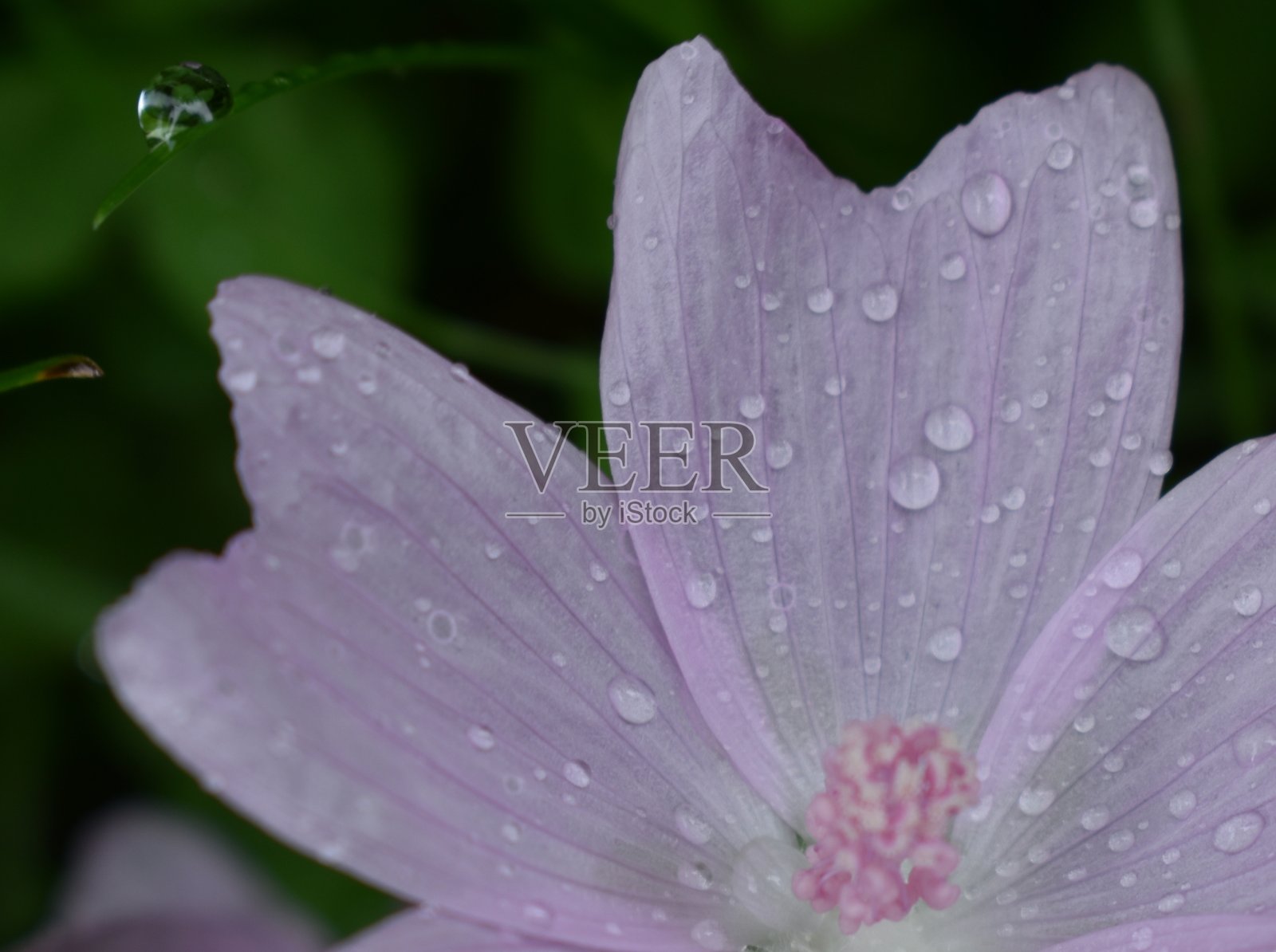 紫色照片摄影图片