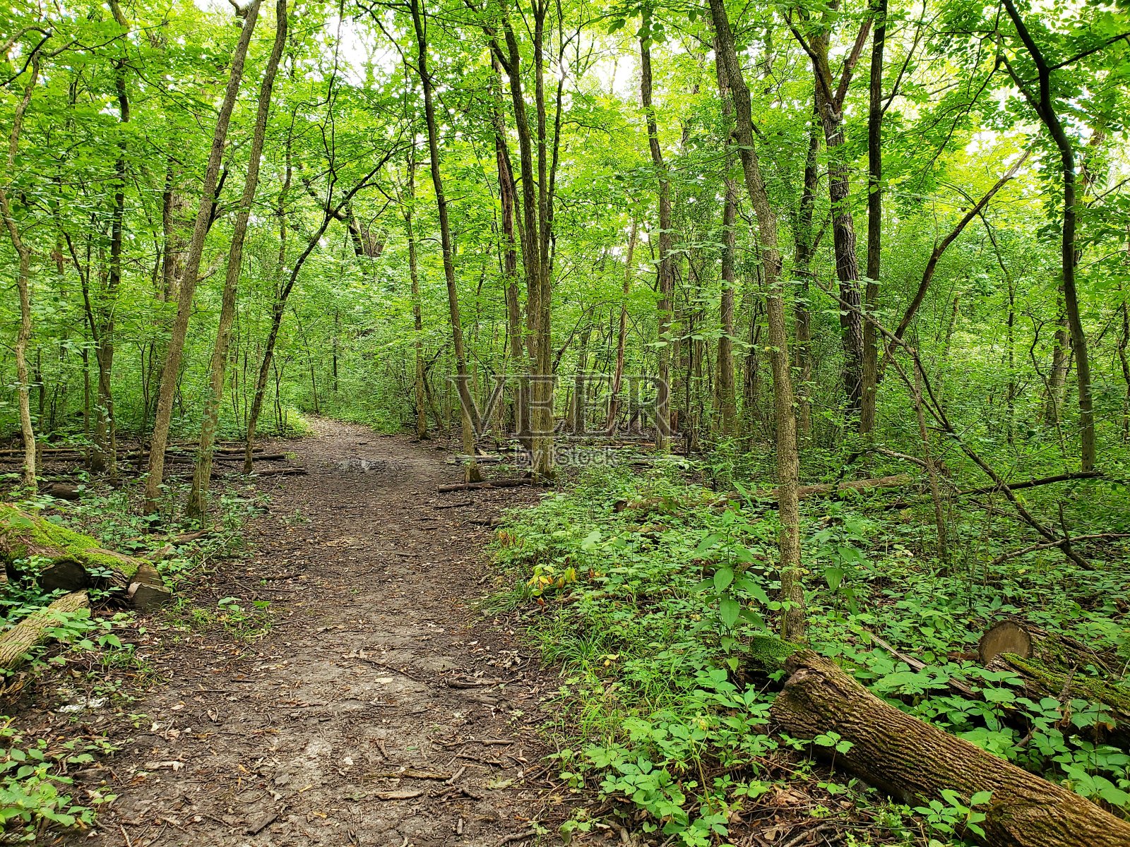树的小路照片摄影图片