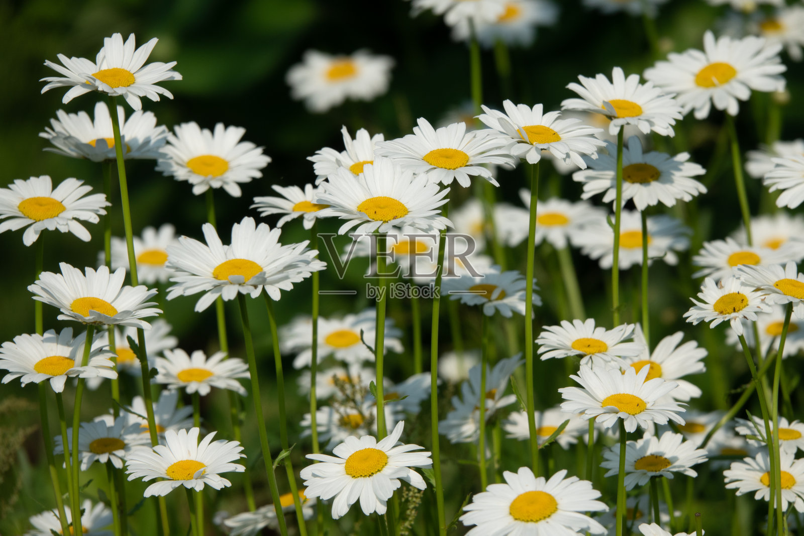 阳光下的一束甘菊。自然可爱的背景。照片摄影图片