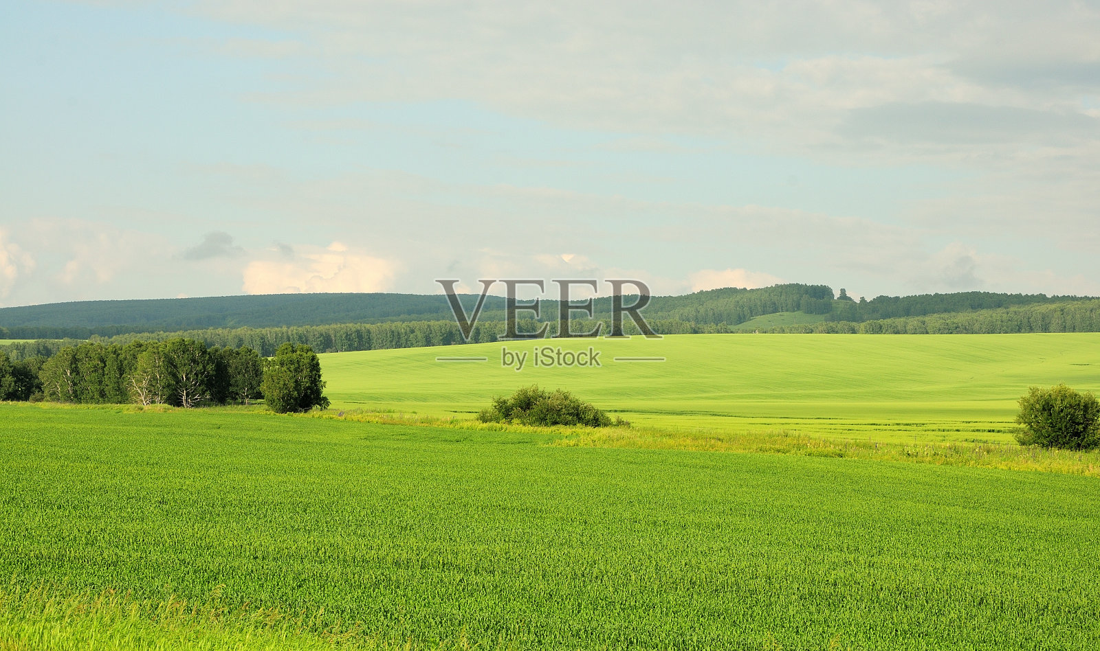 一望无际的田地里种植着农作物，远处还有珍稀的灌木丛和森林。照片摄影图片