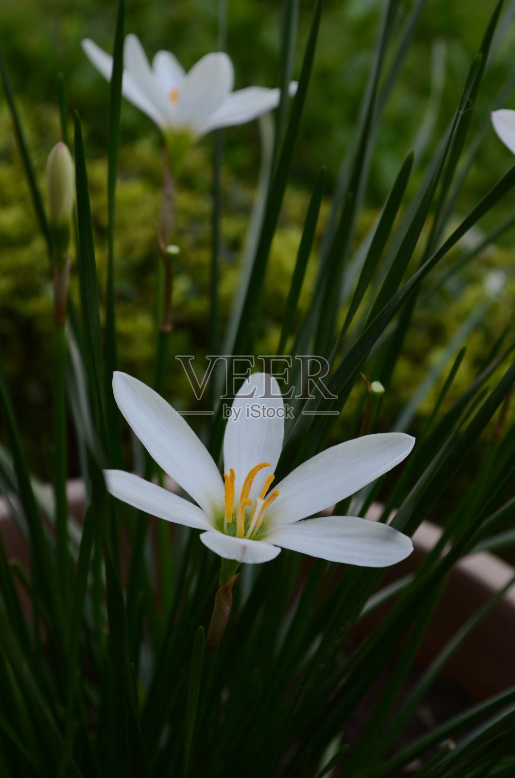 和风百合雨百合黄昏手电筒照片摄影图片