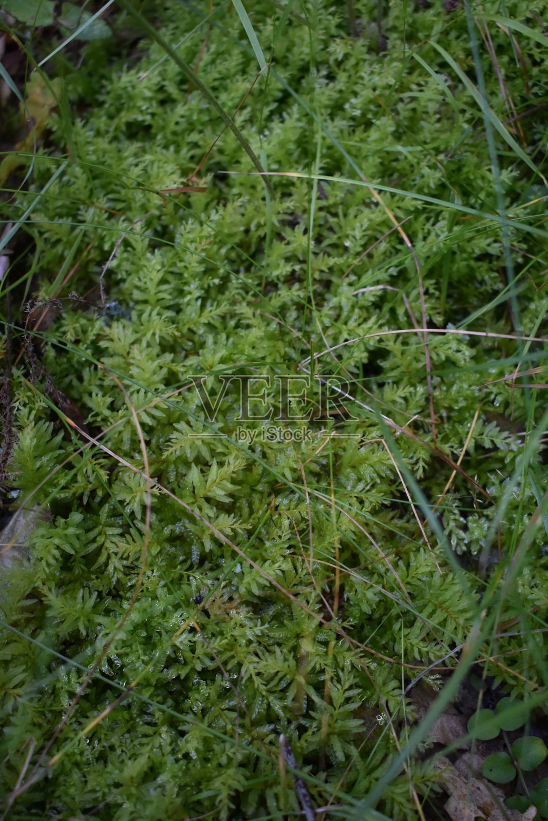 树林里的苔藓照片摄影图片