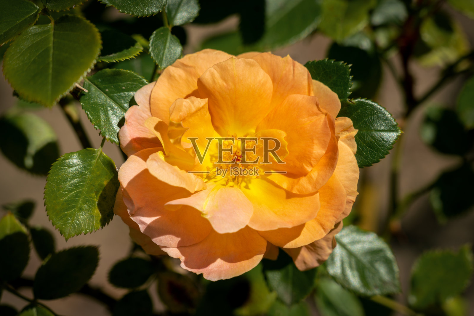 欢快的特写黄色“Schoene vom See”德国玫瑰照片摄影图片