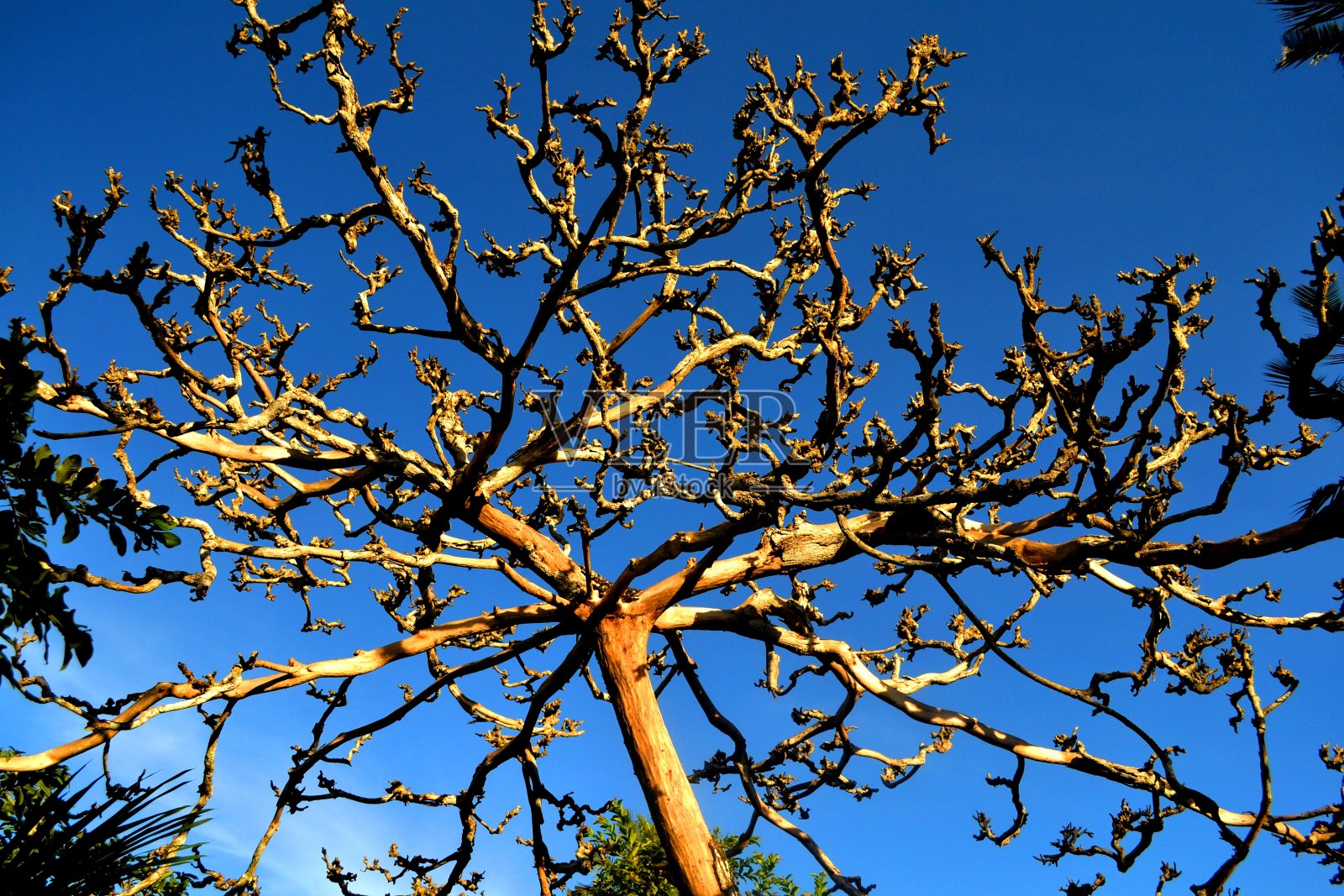 桑给巴尔乔扎尼森林的树照片摄影图片