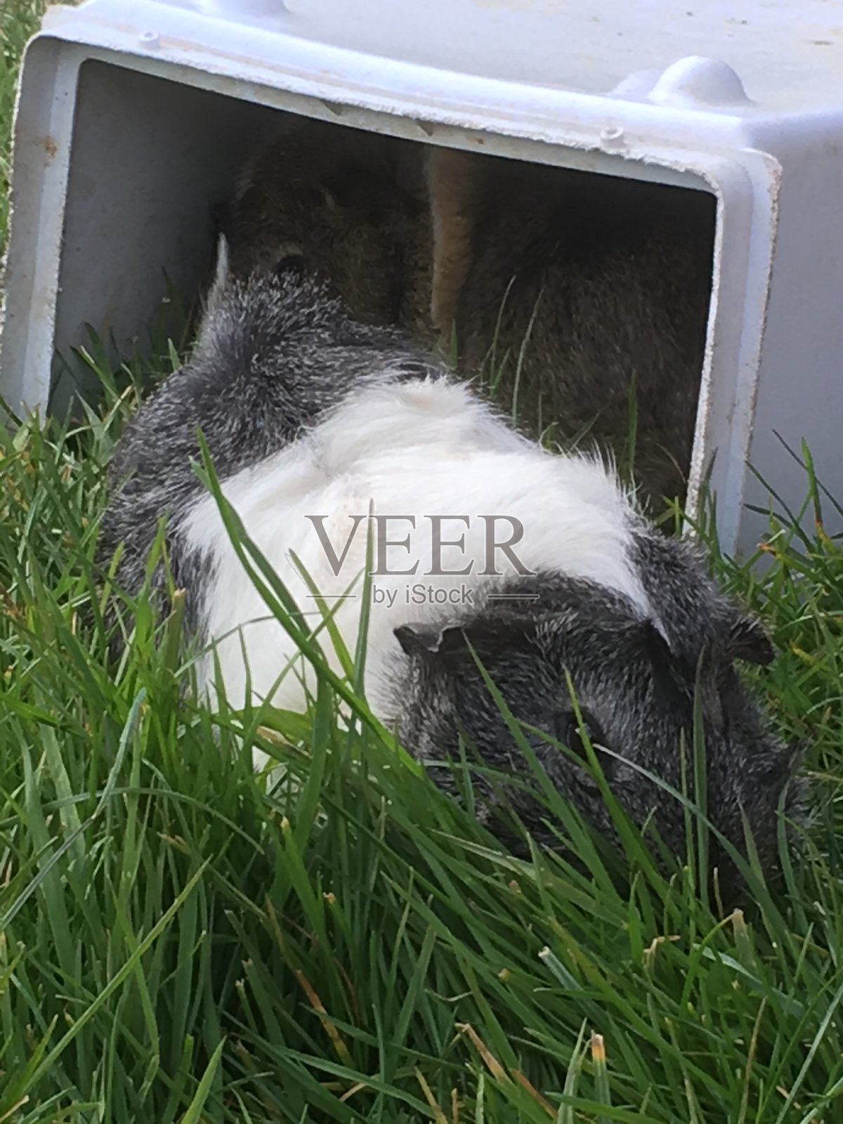 宠物爱华丽的天竺鼠喂食时间照片摄影图片