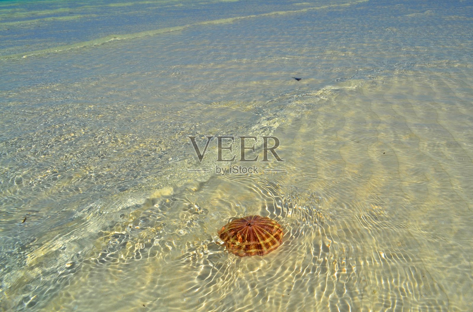 海星照片摄影图片