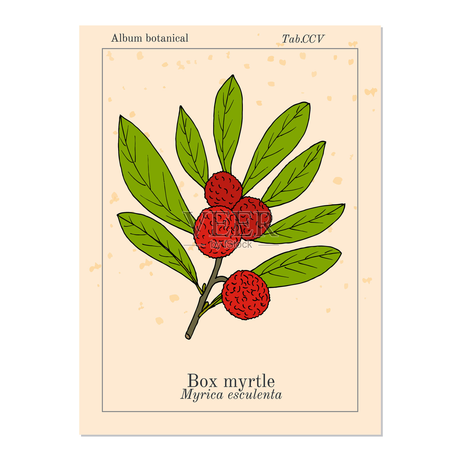 杨梅或杨梅插画图片素材