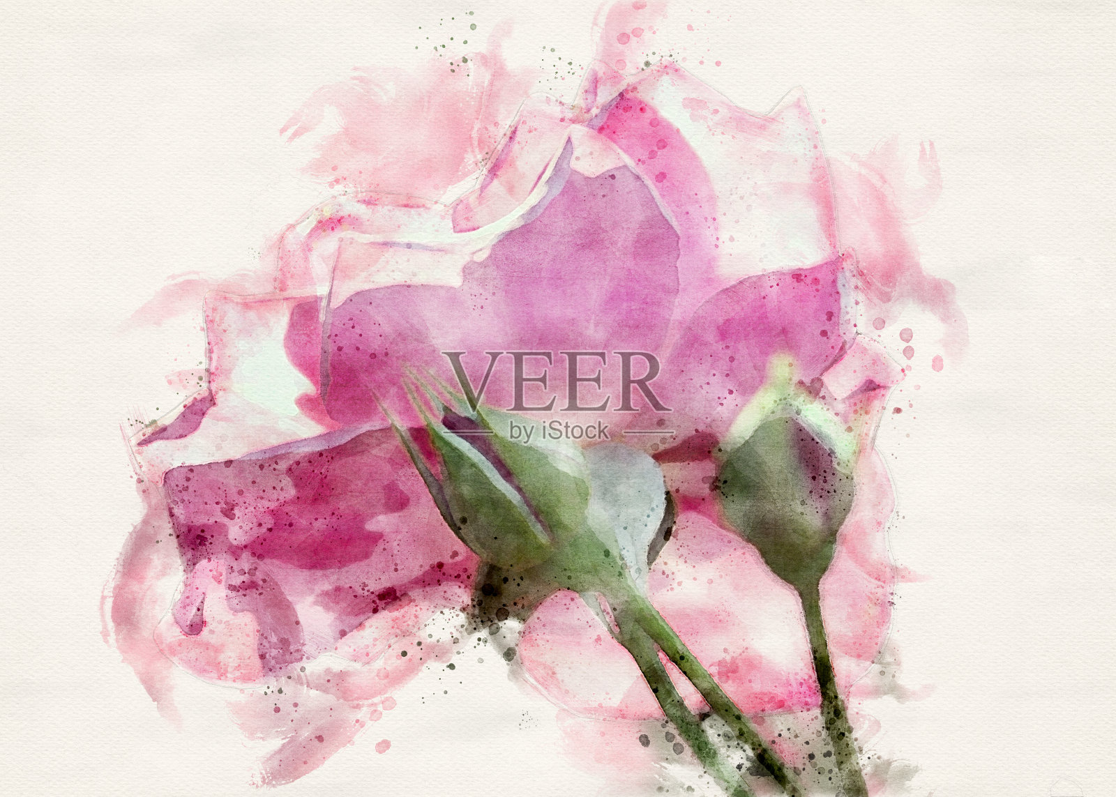 粉色玫瑰水彩画。春天的花。鲜花背景贺卡，婚礼邀请模板，印刷，纺织插画图片素材