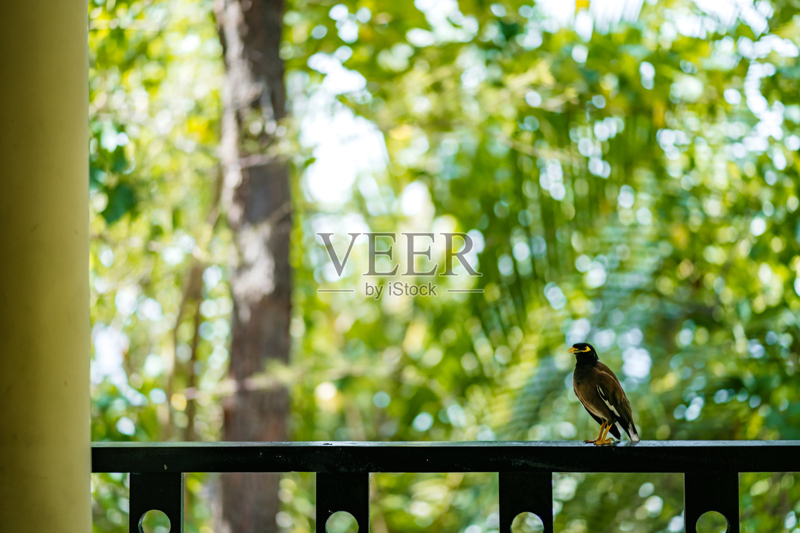 常见的八哥说话照片摄影图片