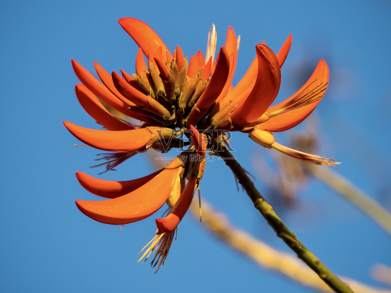 红花珊瑚树照片摄影图片